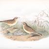 Anthus campestris. Tawny Pipit.