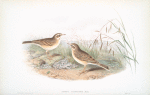 Anthus campestris. Tawny Pipit.