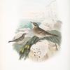 Anthus obscurus. Rock-Pipit.