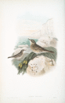 Anthus obscurus. Rock-Pipit.
