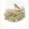Anthus cervinus. Red-throated Pipit.