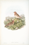 Anthus cervinus. Red-throated Pipit.