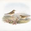 Anthus pratensis. Meadow-Pipit, or Titlark.
