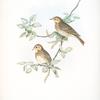 Anthus arboreus. Tree-Pipit.