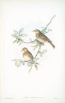 Anthus arboreus. Tree-Pipit.