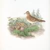 Alauda arvensis. Sky-Lark.