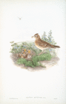 Alauda arvensis. Sky-Lark.