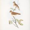 Alauda arborea. Wood-Lark.
