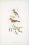 Alauda arborea. Wood-Lark.