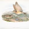 Galerita cristata. Crested Lark.