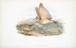 Galerita cristata. Crested Lark.