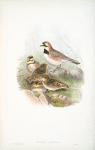 Otocoris alpestris. Shore-Lark.