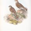 Melanocorypha leucoptera. White-winged Lark.
