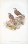 Melanocorypha leucoptera. White-winged Lark.