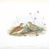 Calandrella brachydactyla. Short-toed Lark.