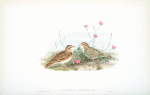 Calandrella brachydactyla. Short-toed Lark.