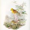 Emberiza citrinella. Yellowhammer, or Yellow Bunting.