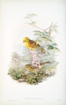 Emberiza citrinella. Yellowhammer, or Yellow Bunting.