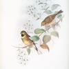Emberiza cirlus. Cirl Bunting.