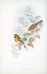 Emberiza cirlus. Cirl Bunting.