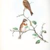 Emberiza rustica. Rustic Bunting.