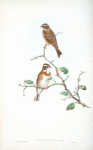 Emberiza rustica. Rustic Bunting.
