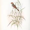 Emberiza pusilla. Dwarf Bunting.