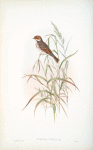 Emberiza pusilla. Dwarf Bunting.