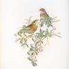 Glycyspina hortulana. Ortolan Bunting.