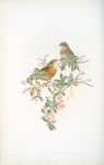 Glycyspina hortulana. Ortolan Bunting.
