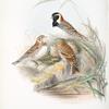 Centrophanes lapponica. Lapland Bunting.
