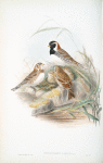 Centrophanes lapponica. Lapland Bunting.