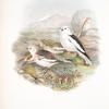 Plectrophanes nivalis. Snow Bunting, or Snowflake.