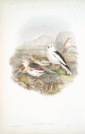 Plectrophanes nivalis. Snow Bunting, or Snowflake.