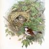 Passer domesticus. Common or House-Sparrow.
