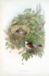 Passer domesticus. Common or House-Sparrow.
