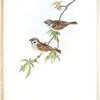 Passer montanus. Tree-Sparrow.