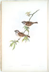 Passer montanus. Tree-Sparrow.
