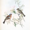 Fringilla cælebs. Chaffinch.