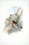 Fringilla montifringilla. Bramblefinch.