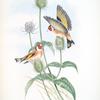 Carduelis elegans. Goldfinch.