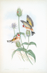 Carduelis elegans. Goldfinch.
