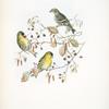 Chrysomitris spinus. Siskin.