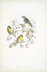 Chrysomitris spinus. Siskin.