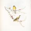 Serinus hortulanus. Serin Finch.