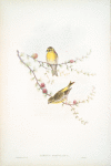 Serinus hortulanus. Serin Finch.