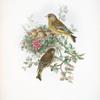 Ligurinus chloris. Greenfinch.
