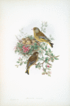 Ligurinus chloris. Greenfinch.