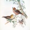 Coccothraustes vulgaris. Hawfinch.