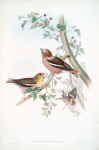 Coccothraustes vulgaris. Hawfinch.